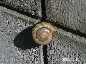 �J�^�c�����摜