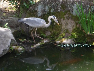 �T�M�摜